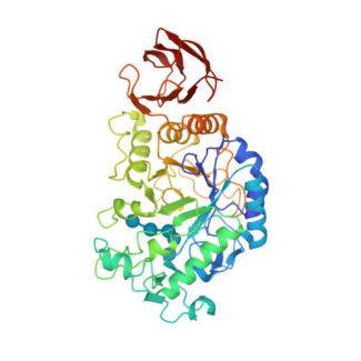 Amylase - Amy Liest